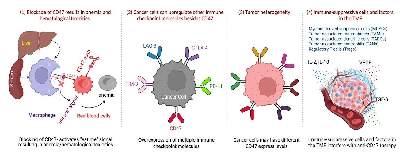 Opportunities and challenges of CD47-targeted therapy in cancer immunotherapy
