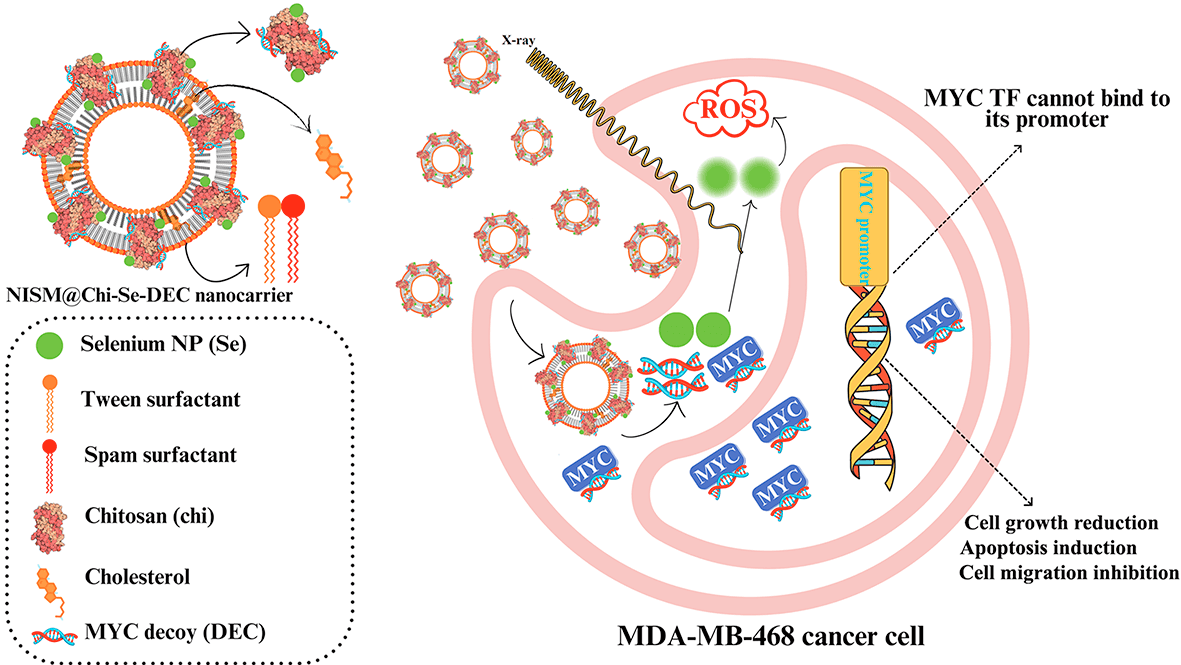 Combinational therapy with Myc decoy oligodeoxynucleotides encapsulated in nanocarrier and X-irradiation on breast cancer cells