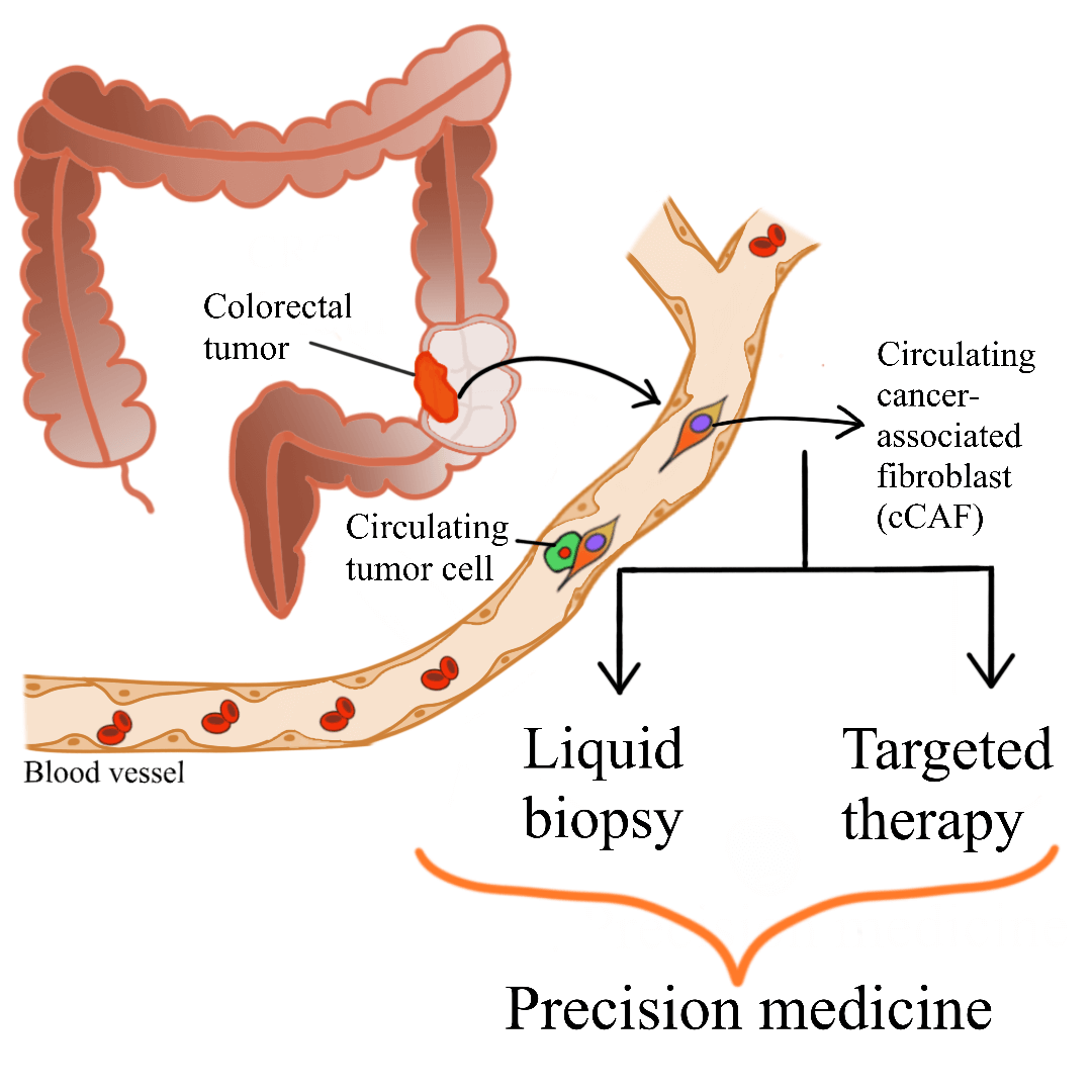 Cancer-associated fibroblasts of colorectal cancer: Translational prospects in liquid biopsy and targeted therapy