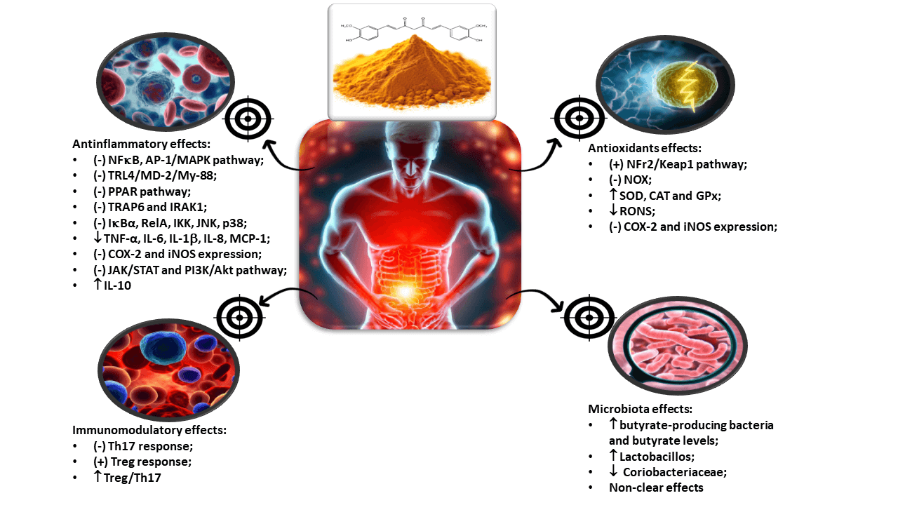 Curcumin in inflammatory bowel diseases: Cellular targets and molecular mechanisms