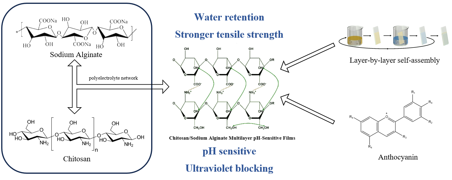 Chitosan/Sodium Alginate Multilayer pH-Sensitive Films Based on Layer-byLayer Self-Assembly for Intelligent Packaging