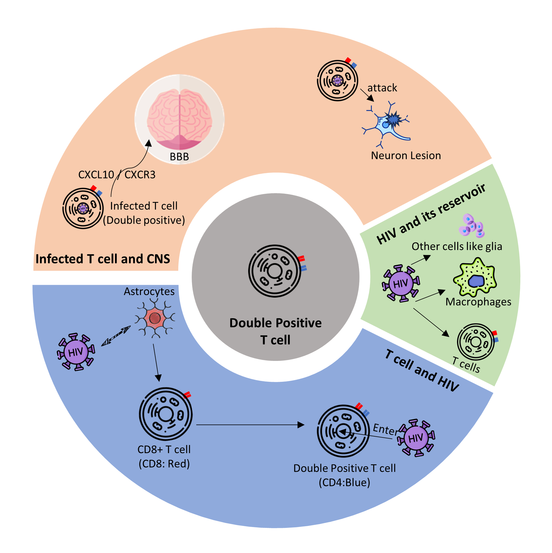 Reservoir of human immunodeficiency virus in the brain: New insights into the role of T cells