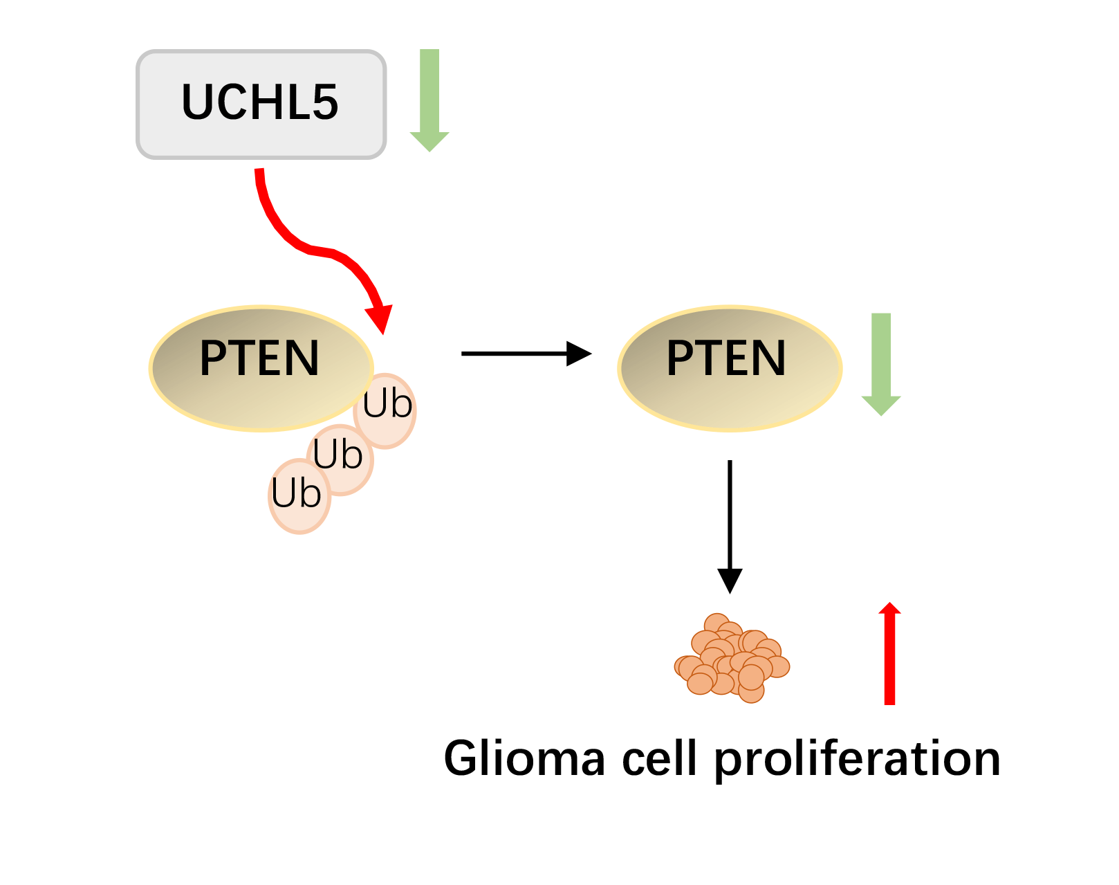UCHL5 inhibits U251 glioma cell proliferation and tumor growth via stabilizing and deubiquitinating PTEN