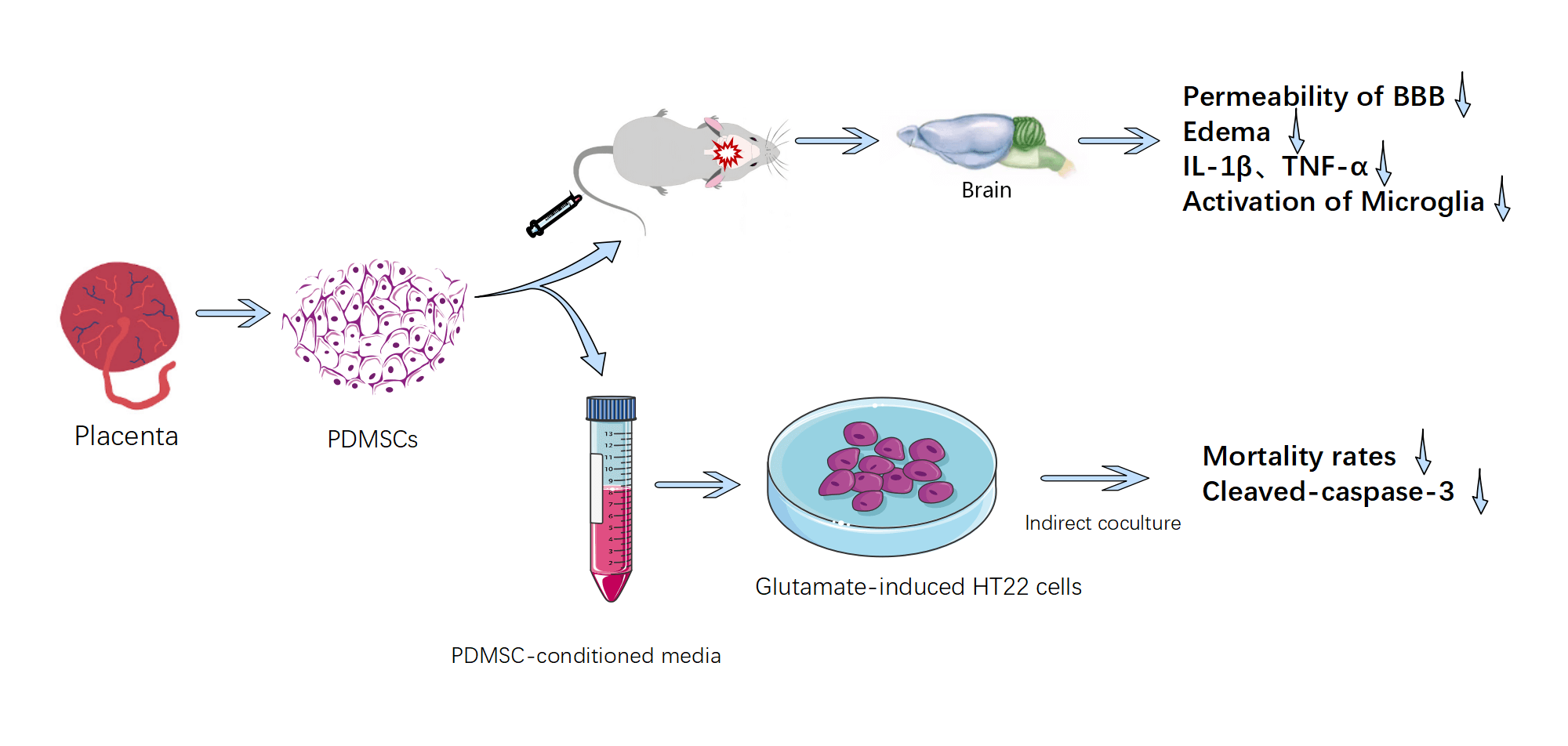 Placenta-derived mesenchymal stem cells attenuate secondary brain injury after controlled cortical impact in rats by inhibiting matrix metalloproteinases