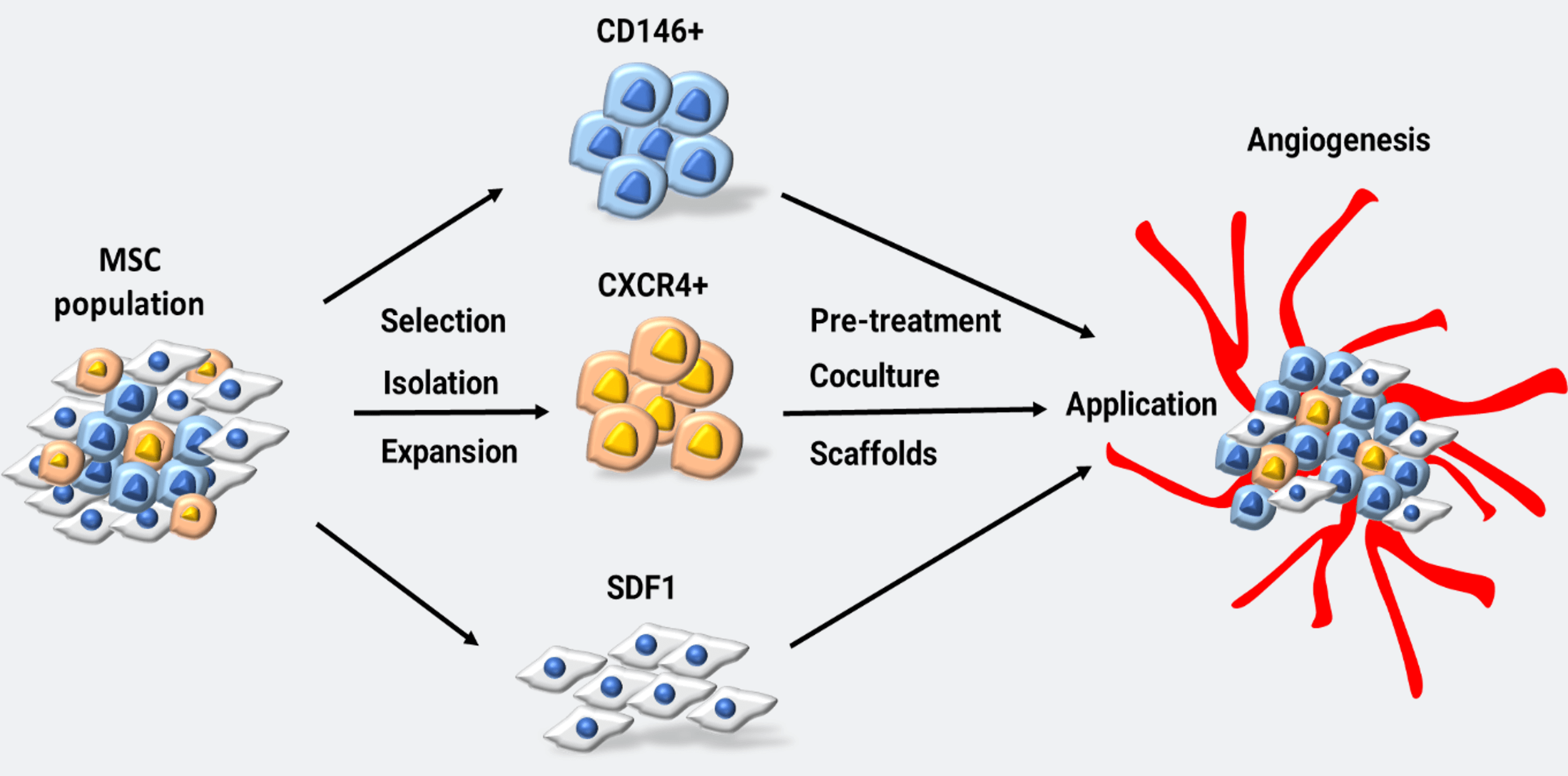 Mesenchymal stem cells and the angiogenic regulatory network with potential incorporation and modification for therapeutic development