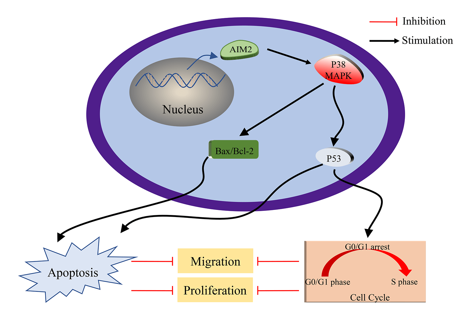 Absent in melanoma 2 attenuates proliferation and migration and promotes apoptosis of human colorectal cancer cells by activating P38MAPK signaling pathway