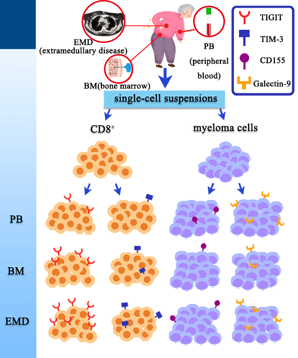 Immune checkpoint receptors and their ligands on CD8 T cells and myeloma cells in extramedullary multiple myeloma