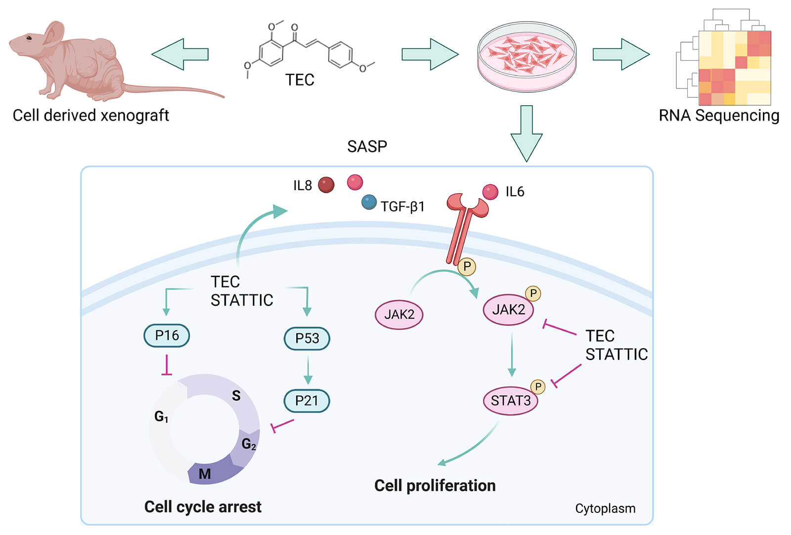 Metochalcone induces senescence-associated secretory phenotype via JAK2/STAT3 pathway in breast cancer