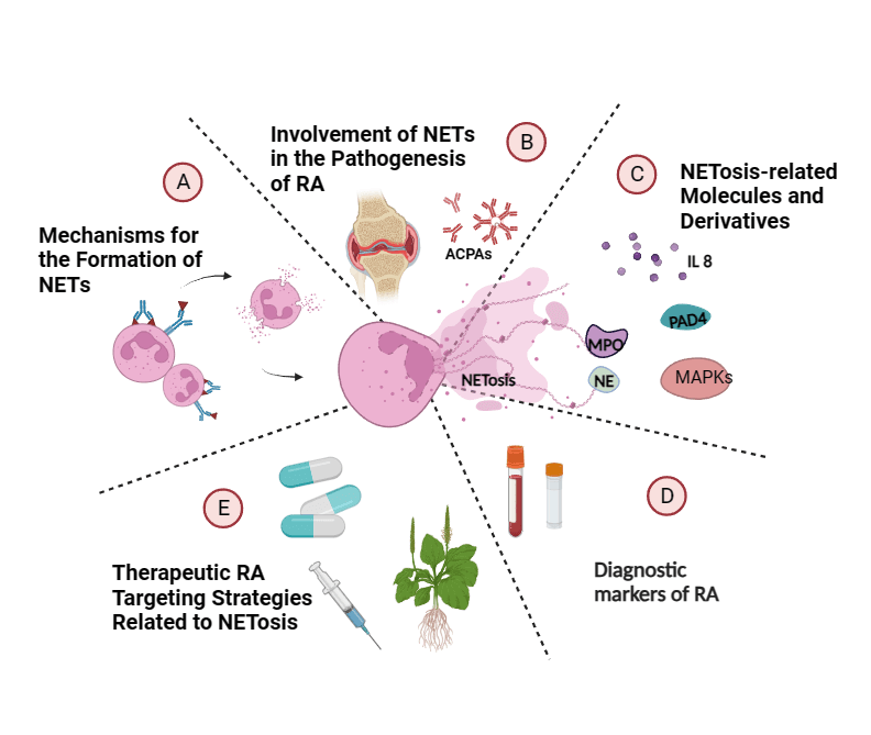 Crossroads: Pathogenic role and therapeutic targets of neutrophil extracellular traps in rheumatoid arthritis