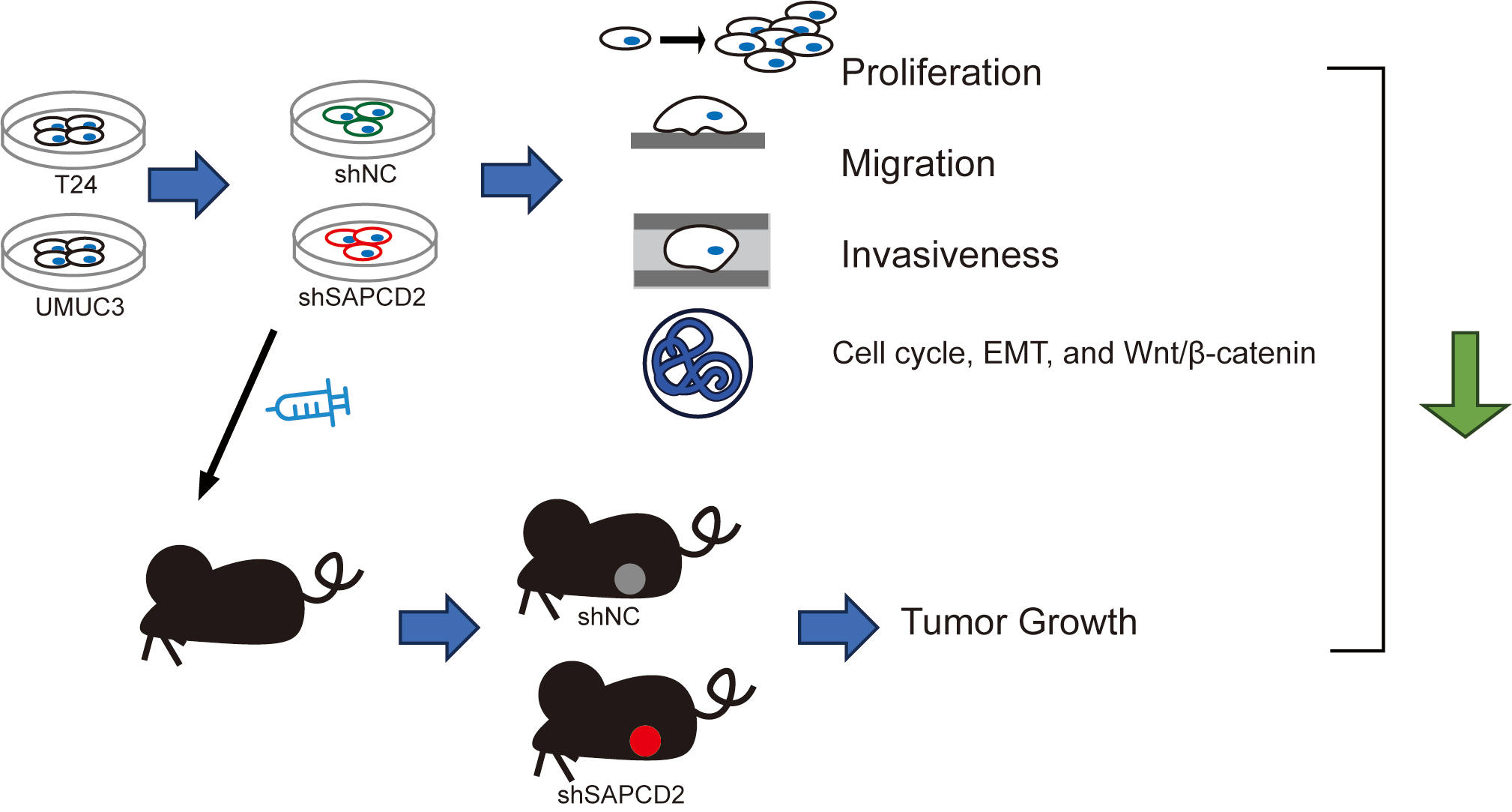 Inhibition of proliferation, migration, and invasiveness of bladder cancer cells through SAPCD2 knockdown