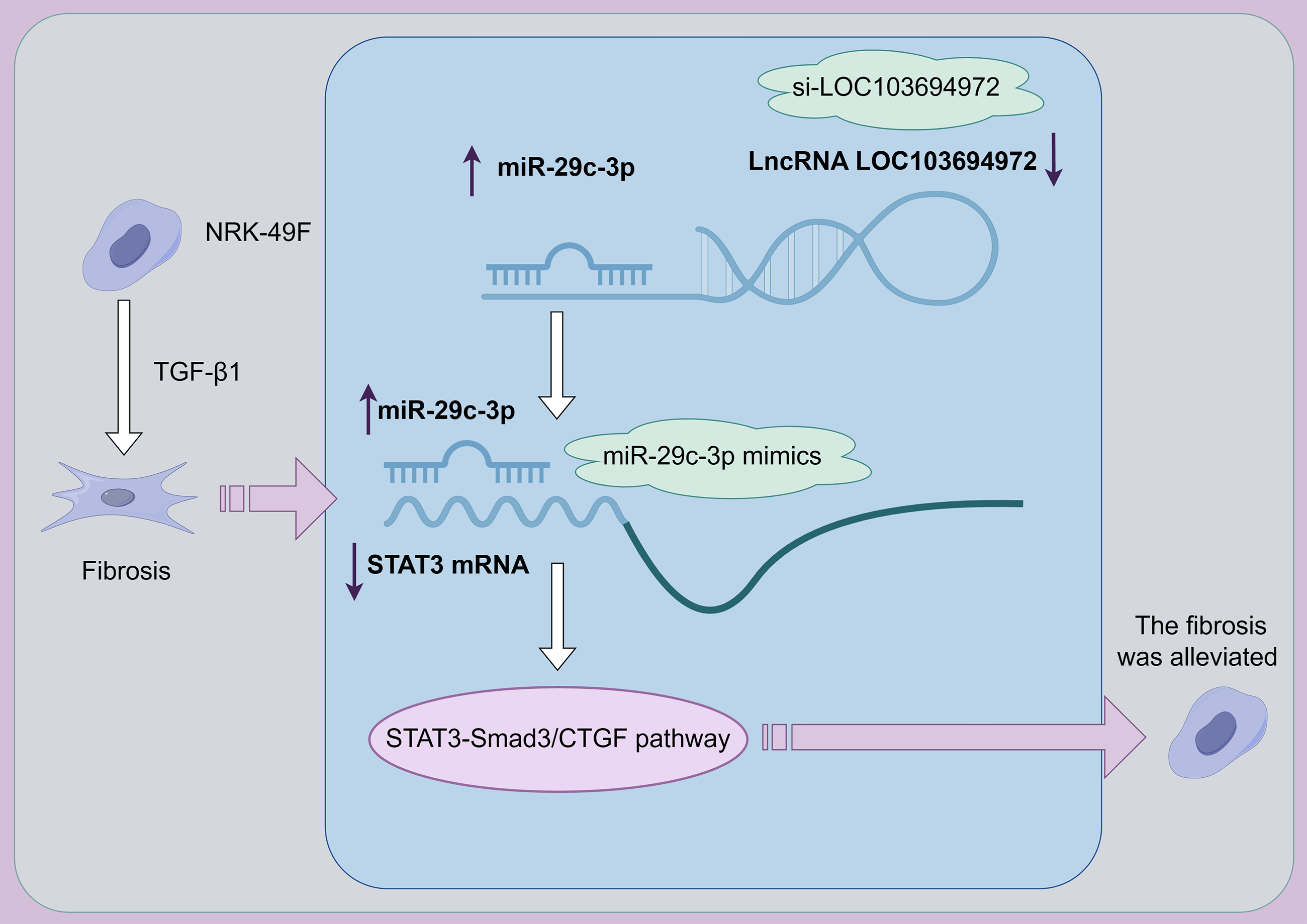 BIOCELL | LncRNA LOC103694972 promotes fibrosis of NRK-49F cells by ...