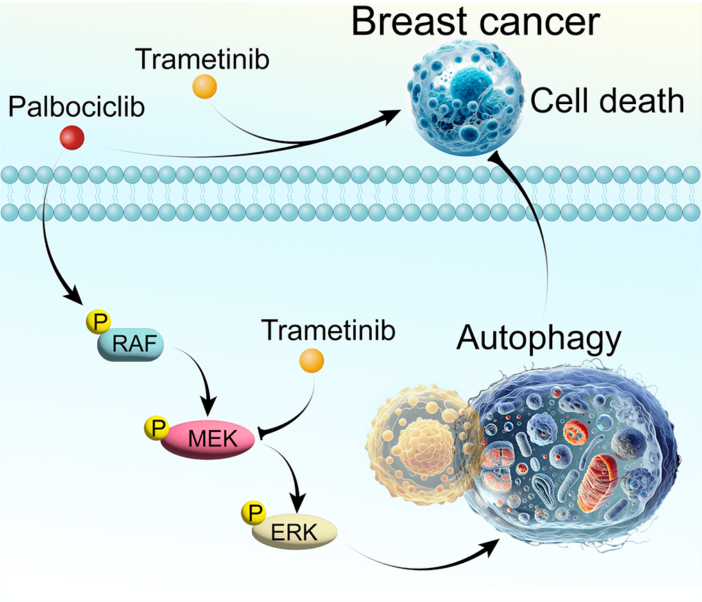 Trametinib boosts palbociclib’s efficacy in breast cancer via autophagy inhibition