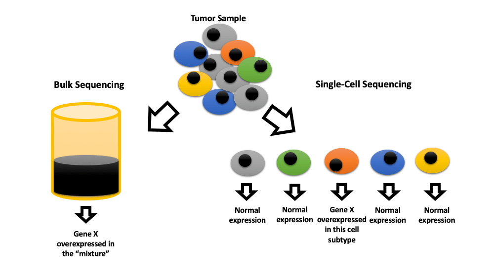 Clinical implications of single cell sequencing for bladder cancer