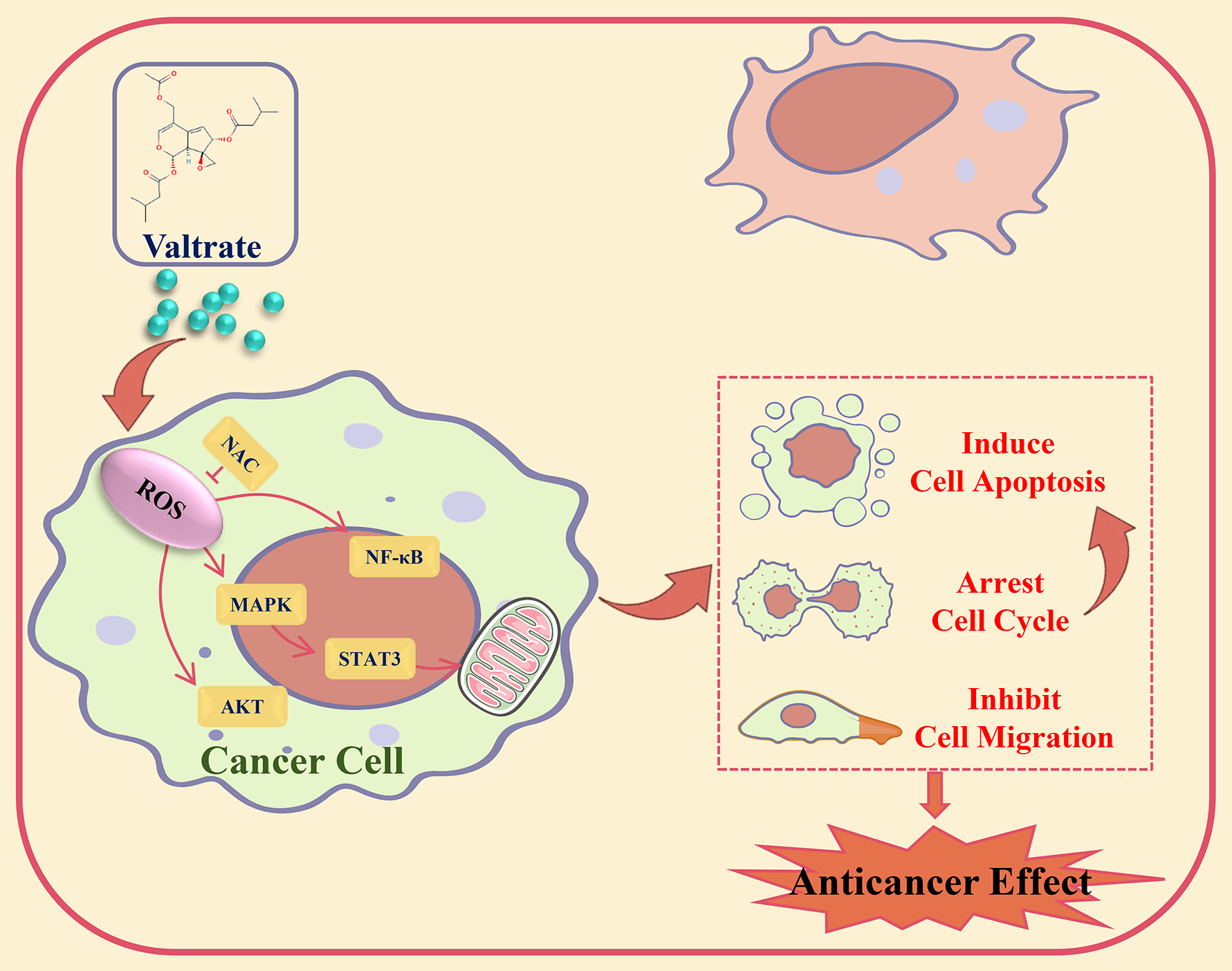 Valtrate exerts anticancer effects on gastric cancer AGS cells by regulating reactive oxygen species-mediated signaling pathways