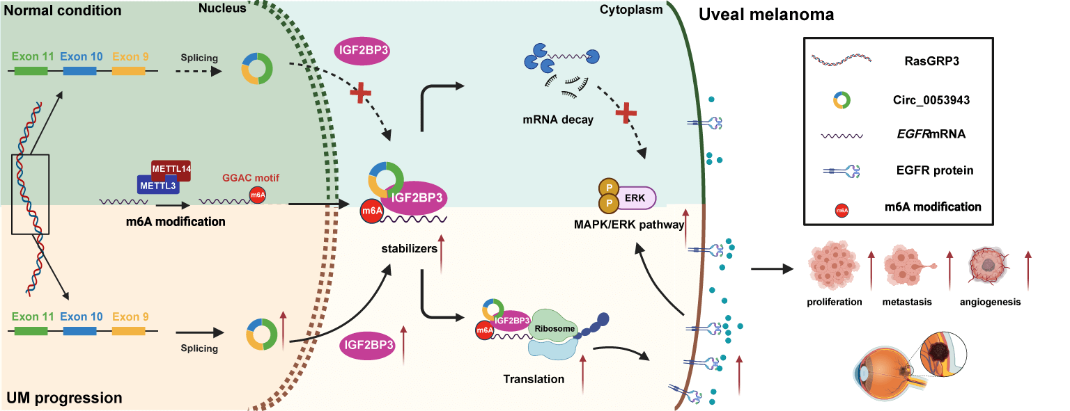 <i>Circ_0053943</i> complexed with IGF2BP3 drives uveal melanoma progression via regulating N6-methyladenosine modification of <i>Epidermal growth factor receptor</i>
