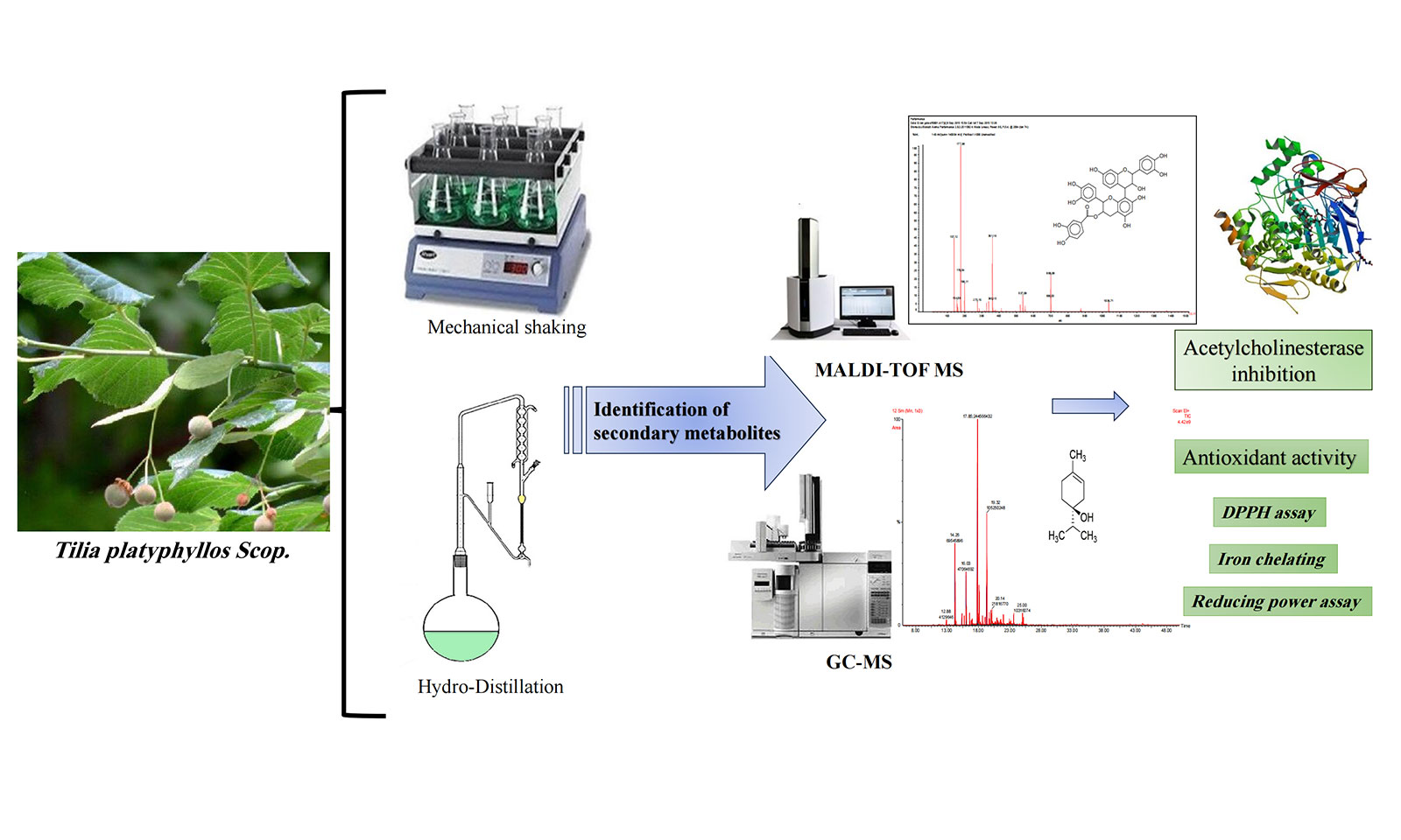 Identification of Secondary Metabolites in Tunisian <i>Tilia platyphyllos</i> Scop. using MALDI-TOF and GC-MS