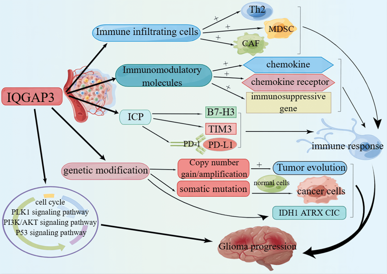 IQGAP3 promotes the progression of glioma as an immune and prognostic marker