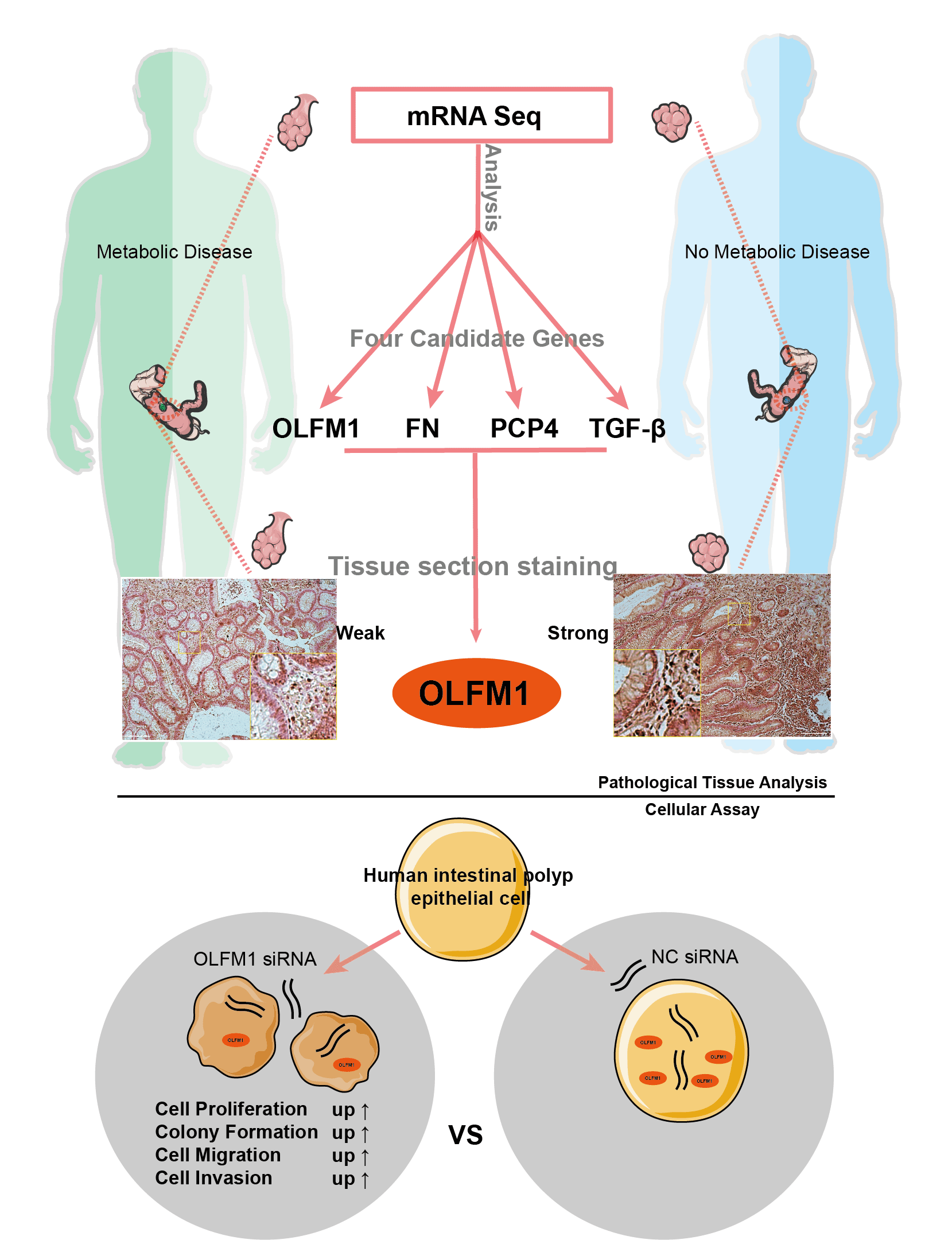 Analysis of large datasets for identifying molecular targets in intestinal polyps and metabolic disorders