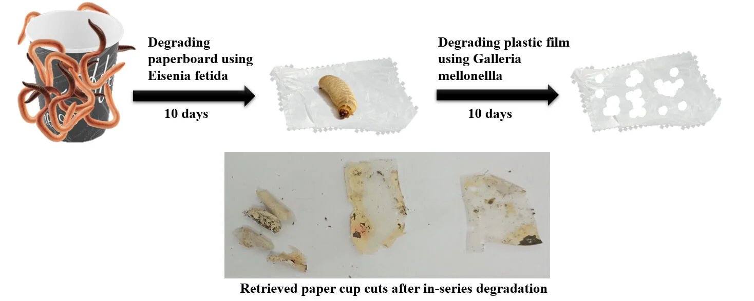 Enhancing the Decomposition of Paper Cups Using Galleria Mellonella and Eisenia Fetida