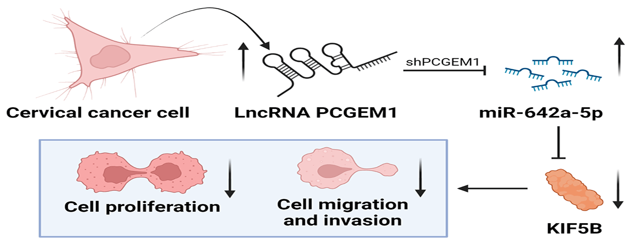 LncRNA PCGEM1 facilitates cervical cancer progression via miR-642a-5p/KIF5B axis