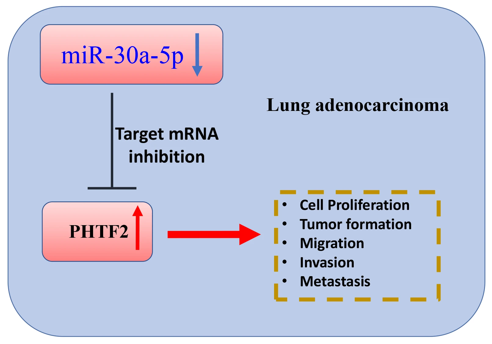 miR-30a-5p/PHTF2 axis regulates the tumorigenesis and metastasis of lung adenocarcinoma