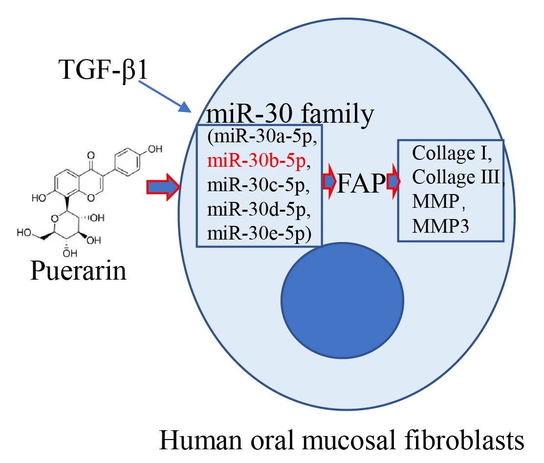 Puerarin mediated miR-30b-5p targeting fibroblast activation protein against oral submucous fibrosis
