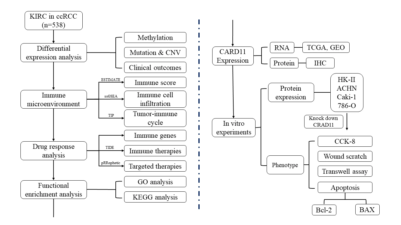 BIOCELL | An Open Access Journal From Tech Science Press