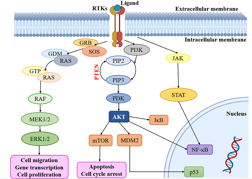 A review on potential heterocycles for the treatment of glioblastoma targeting receptor tyrosine kinases