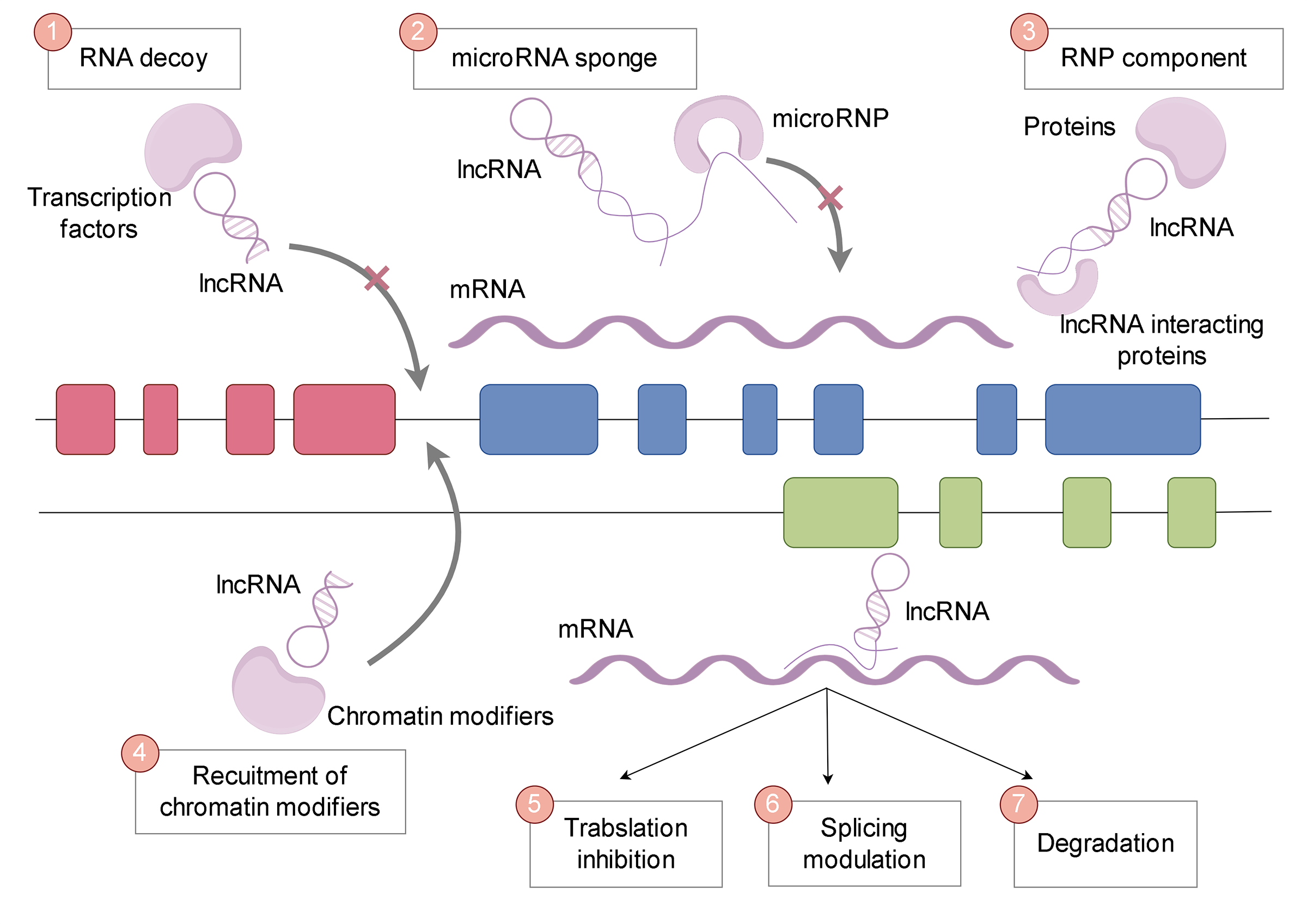 LncRNAs unraveling their sponge role in glioblastoma and potential therapeutic applications