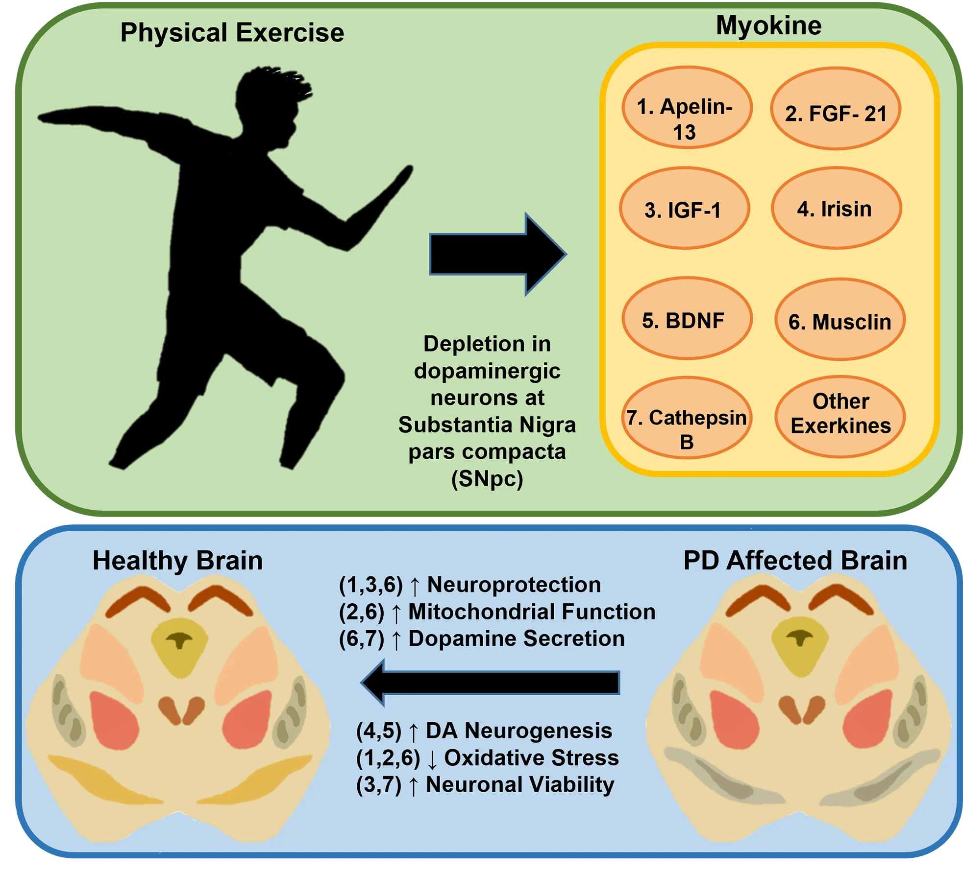 Exercise and exerkine upregulation: Brain-derived neurotrophic factor as a potential non-pharmacological therapeutic strategy for Parkinson’s disease