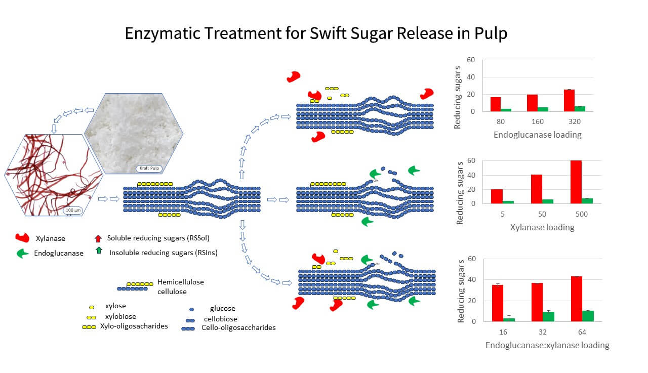 A Rapid Parameter of Enzyme-Treated Cellulosic Material Revealed by Reducing Sugar Release