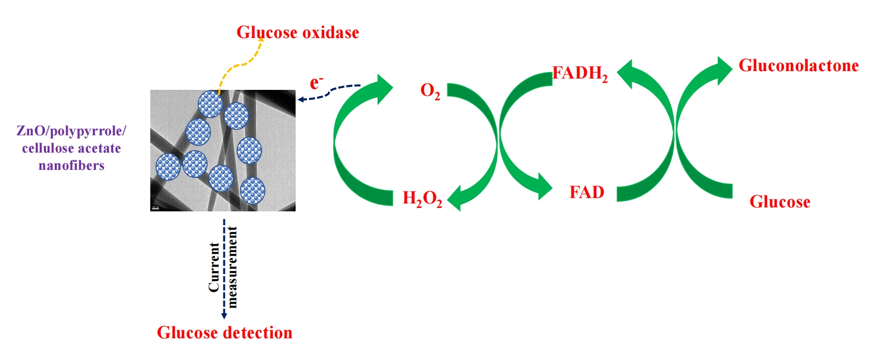Novel Sustainable Cellulose Acetate Based Biosensor for Glucose Detection