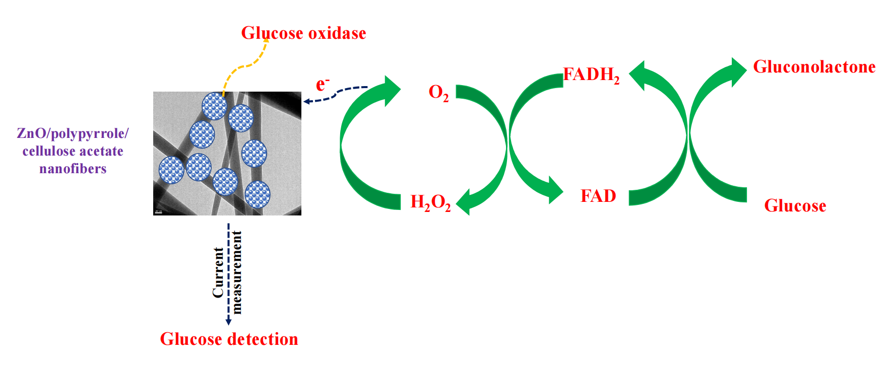 Novel Sustainable Cellulose Acetate Based Biosensor for Glucose Detection