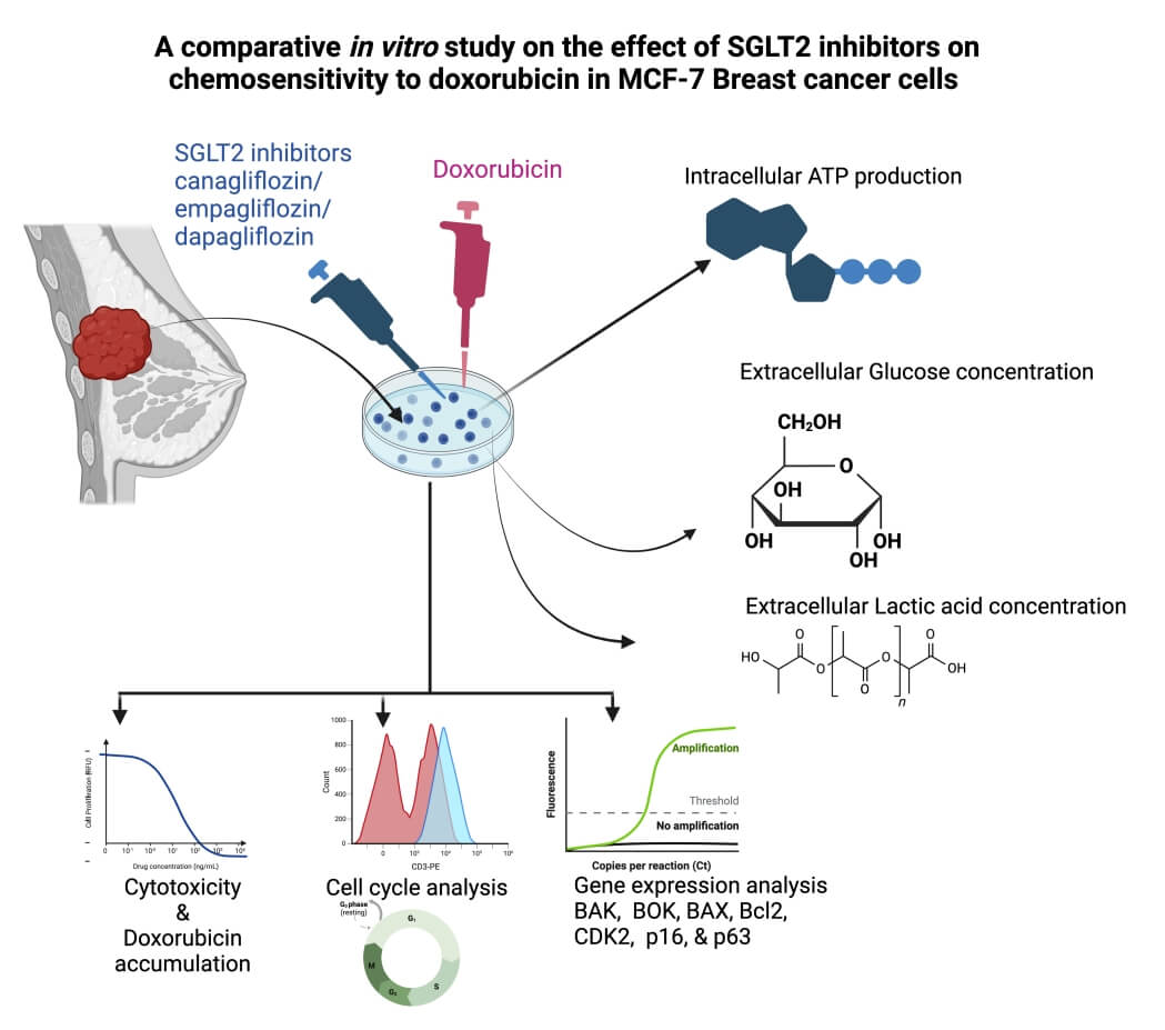 A comparative <i>in vitro</i> study on the effect of SGLT2 inhibitors on chemosensitivity to doxorubicin in MCF-7 breast cancer cells