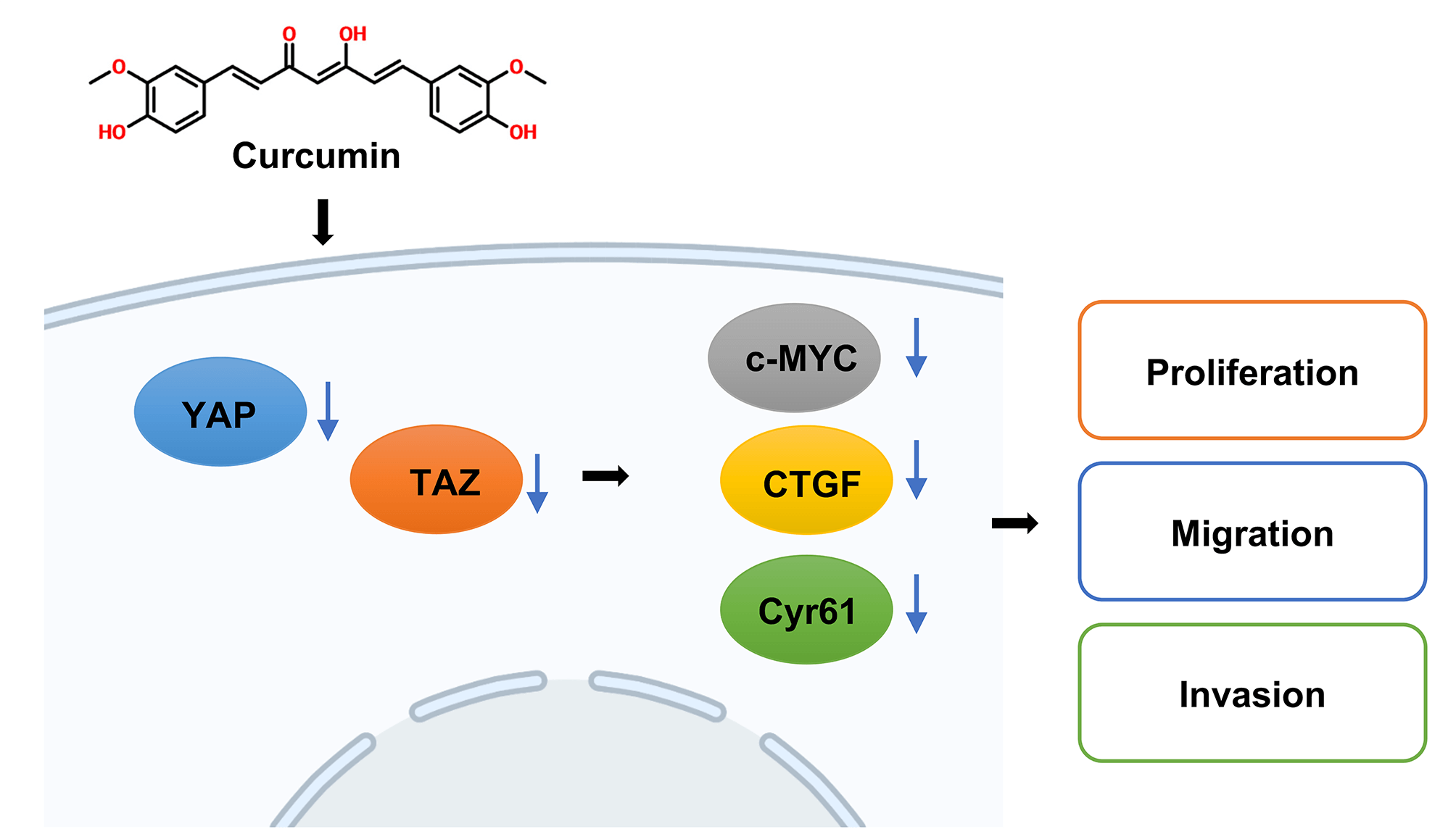 Curcumin inhibits colorectal cancer development by blocking the YAP/TAZ signaling axis