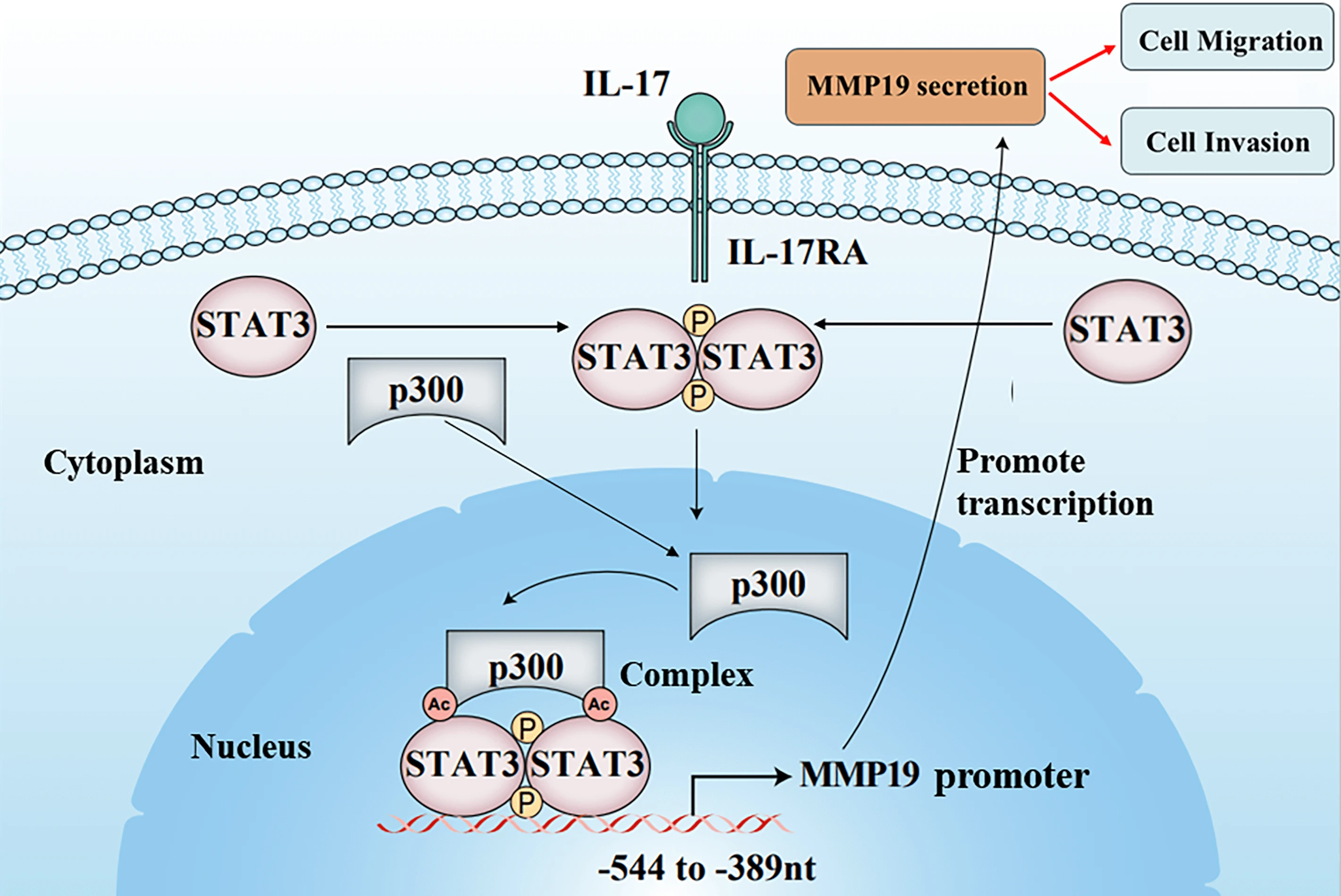 IL-17 induces NSCLC cell migration and invasion by elevating MMP19 gene transcription and expression through the interaction of p300-dependent STAT3-K631 acetylation and its Y705-phosphorylation