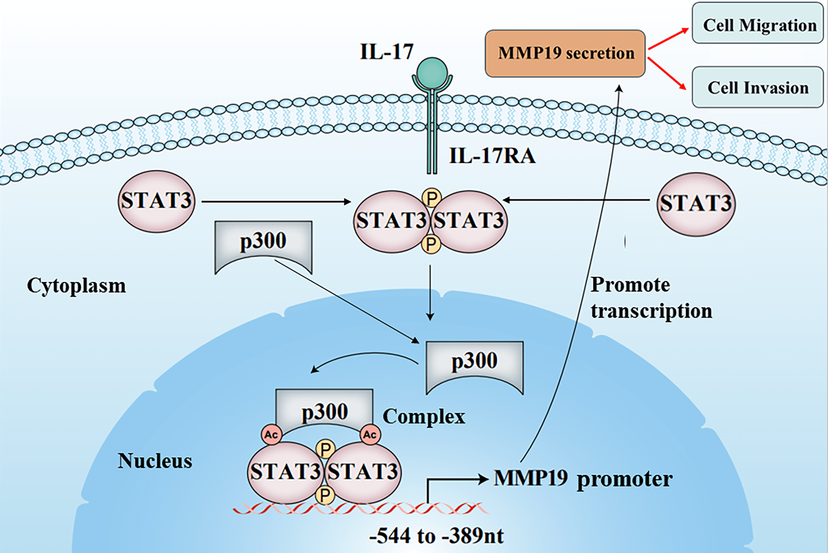 IL-17 induces NSCLC cell migration and invasion by elevating MMP19 gene transcription and expression through the interaction of p300-dependent STAT3-K631 acetylation and its Y705-phosphorylation