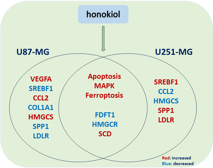 Revealing the role of honokiol in human glioma cells by RNA-seq analysis