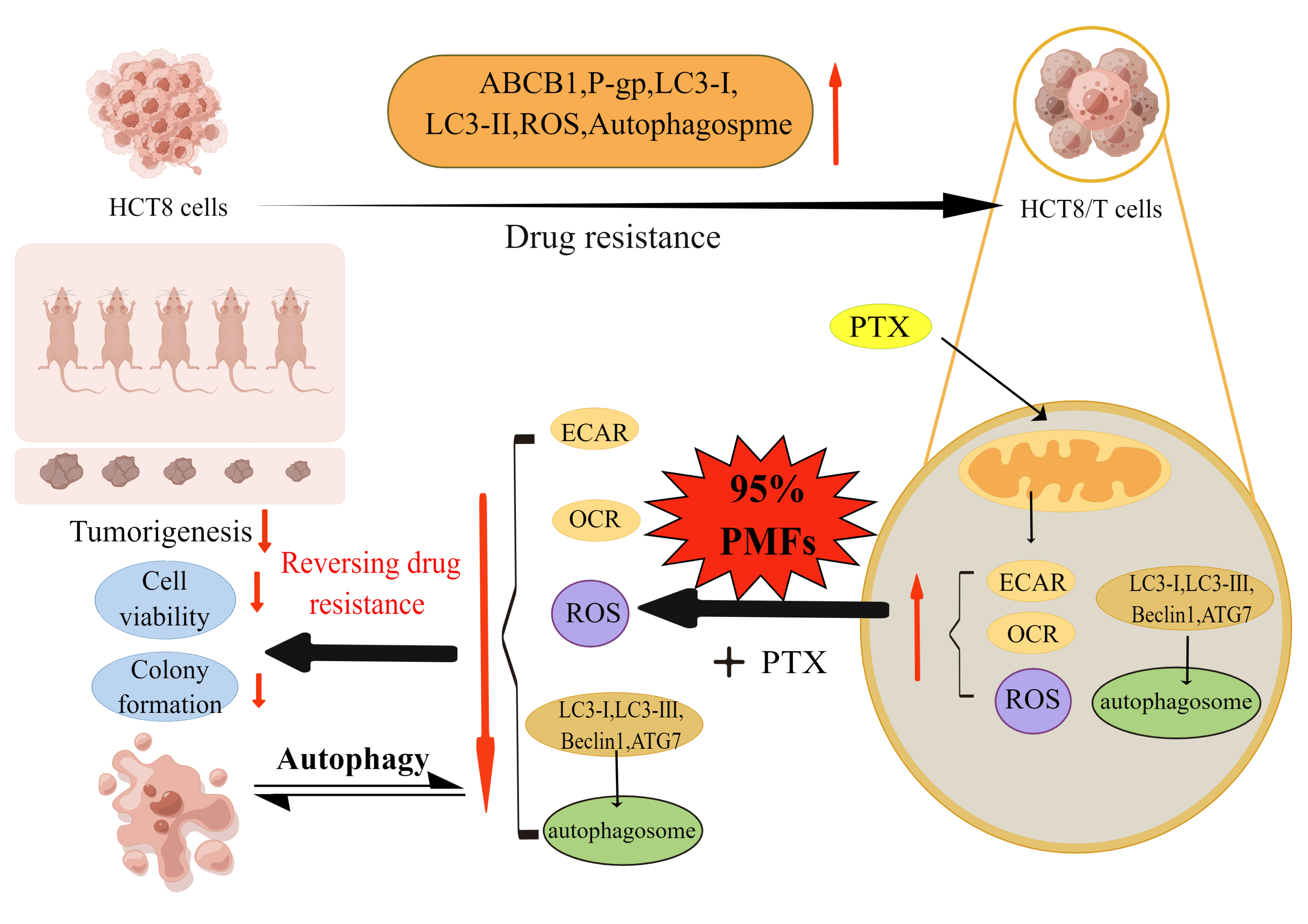 The superiority of PMFs on reversing drug resistance of colon cancer and the effect on aerobic glycolysis-ROS-autophagy signaling axis