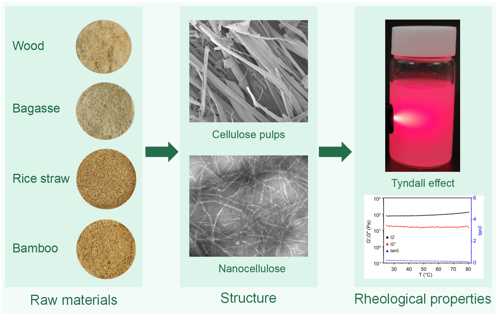 Unraveling the Rheology of Nanocellulose Aqueous Suspensions: A Comprehensive Study on Biomass-Derived Nanofibrillated Cellulose
