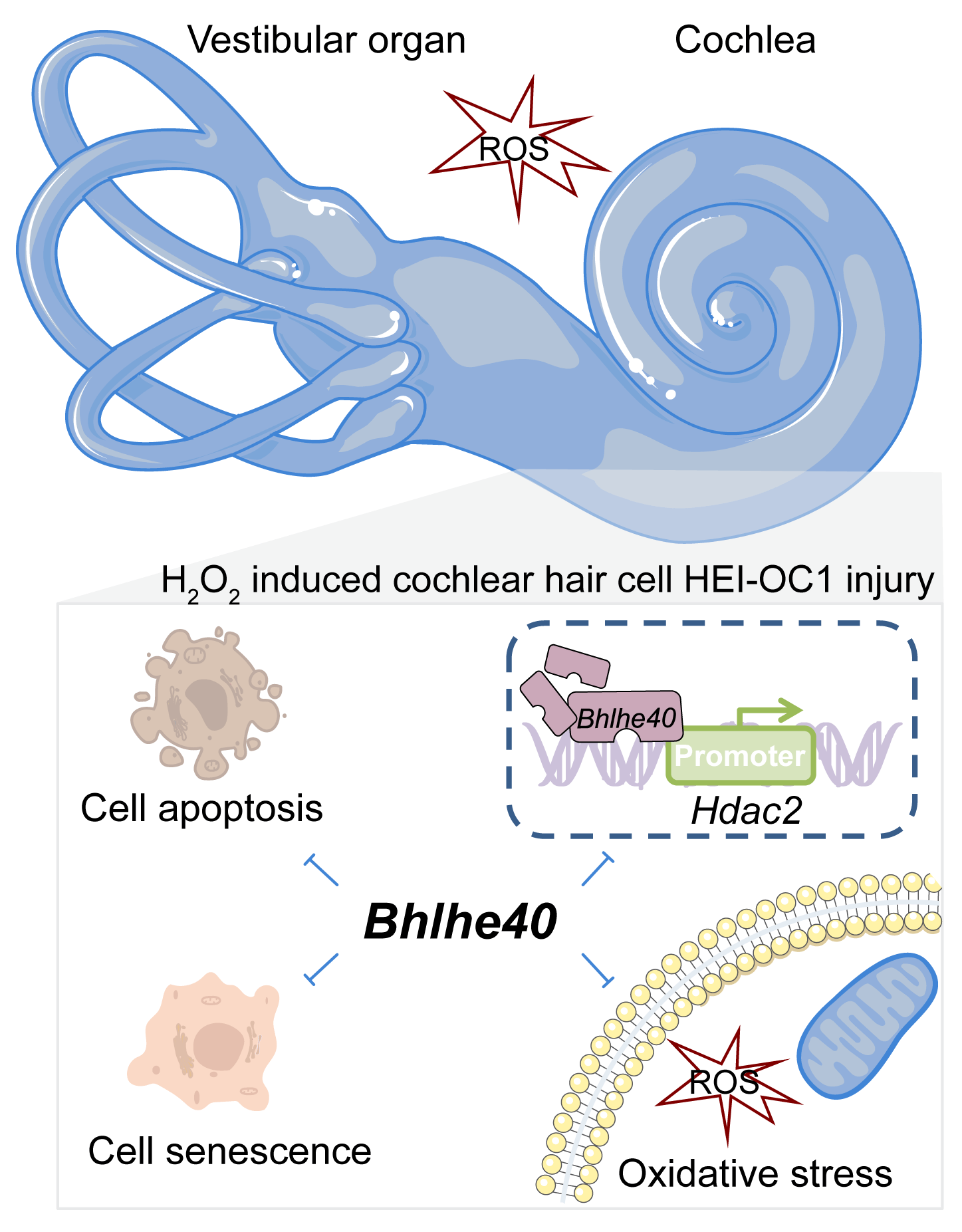 <i>Bhlhe40</i> protects cochlear hair cell-like HEI-OC1 cells against HO‑triggered oxidative injury