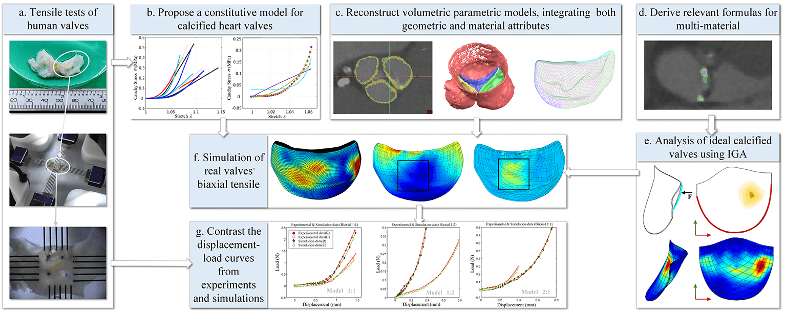 Isogeometric Analysis of Hyperelastic Material Characteristics for Calcified Aortic Valve