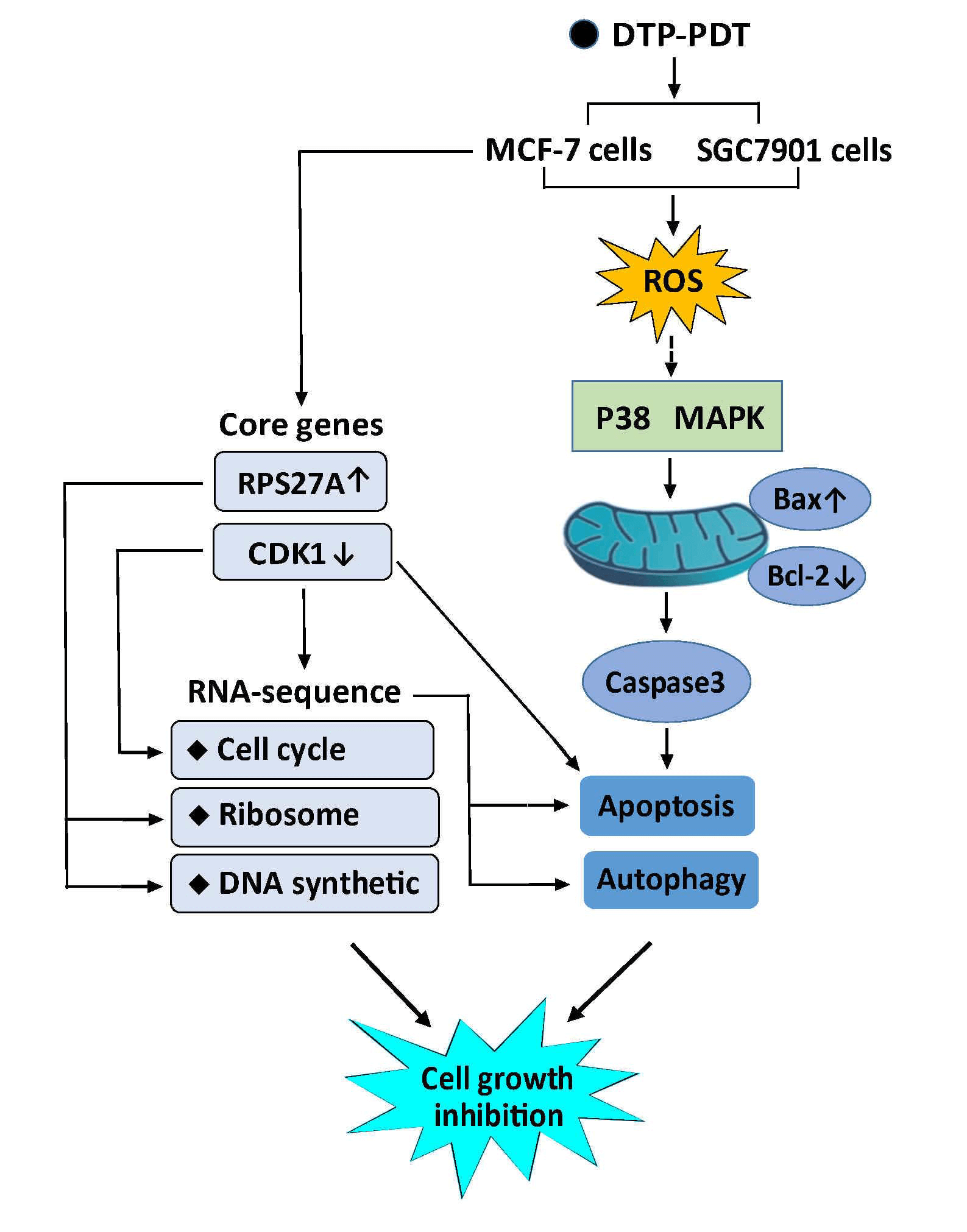 Antitumor effects of a novel photosensitizer-mediated photodynamic therapy and its influence on the cell transcriptome