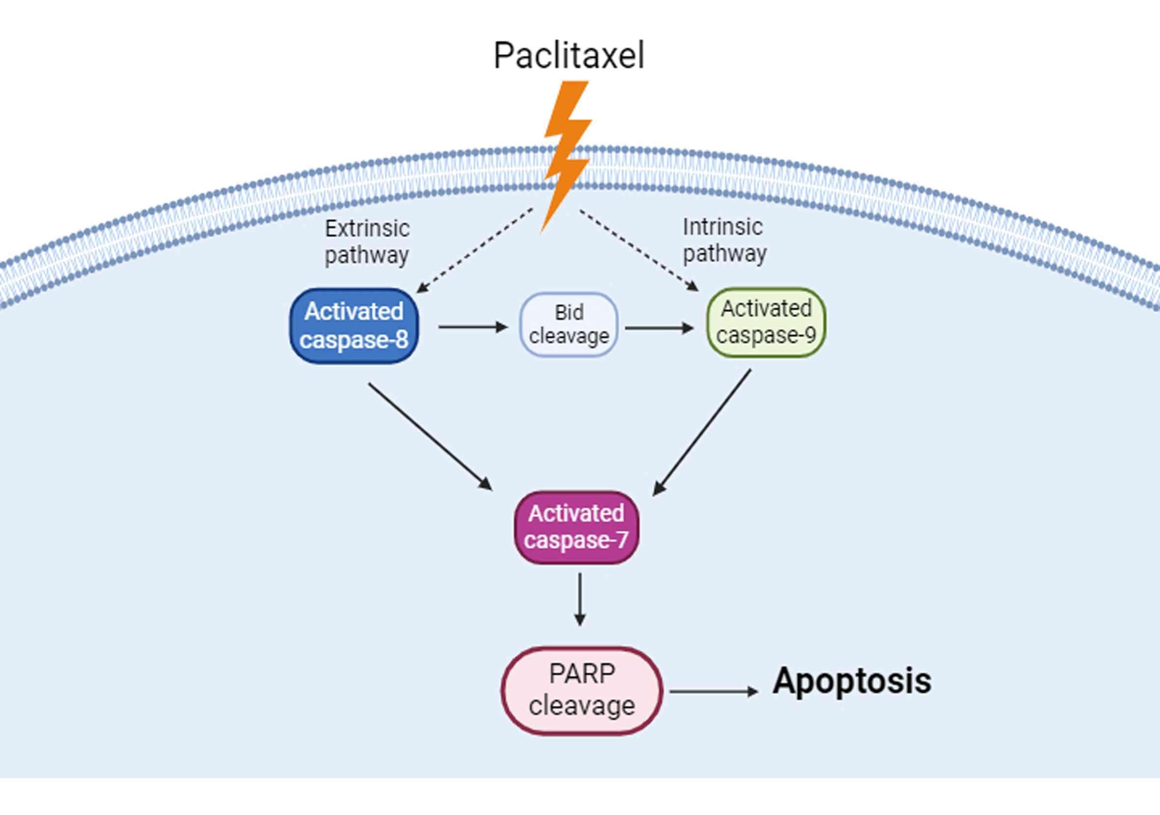 Paclitaxel induces human KOSC3 oral cancer cell apoptosis through caspase pathways