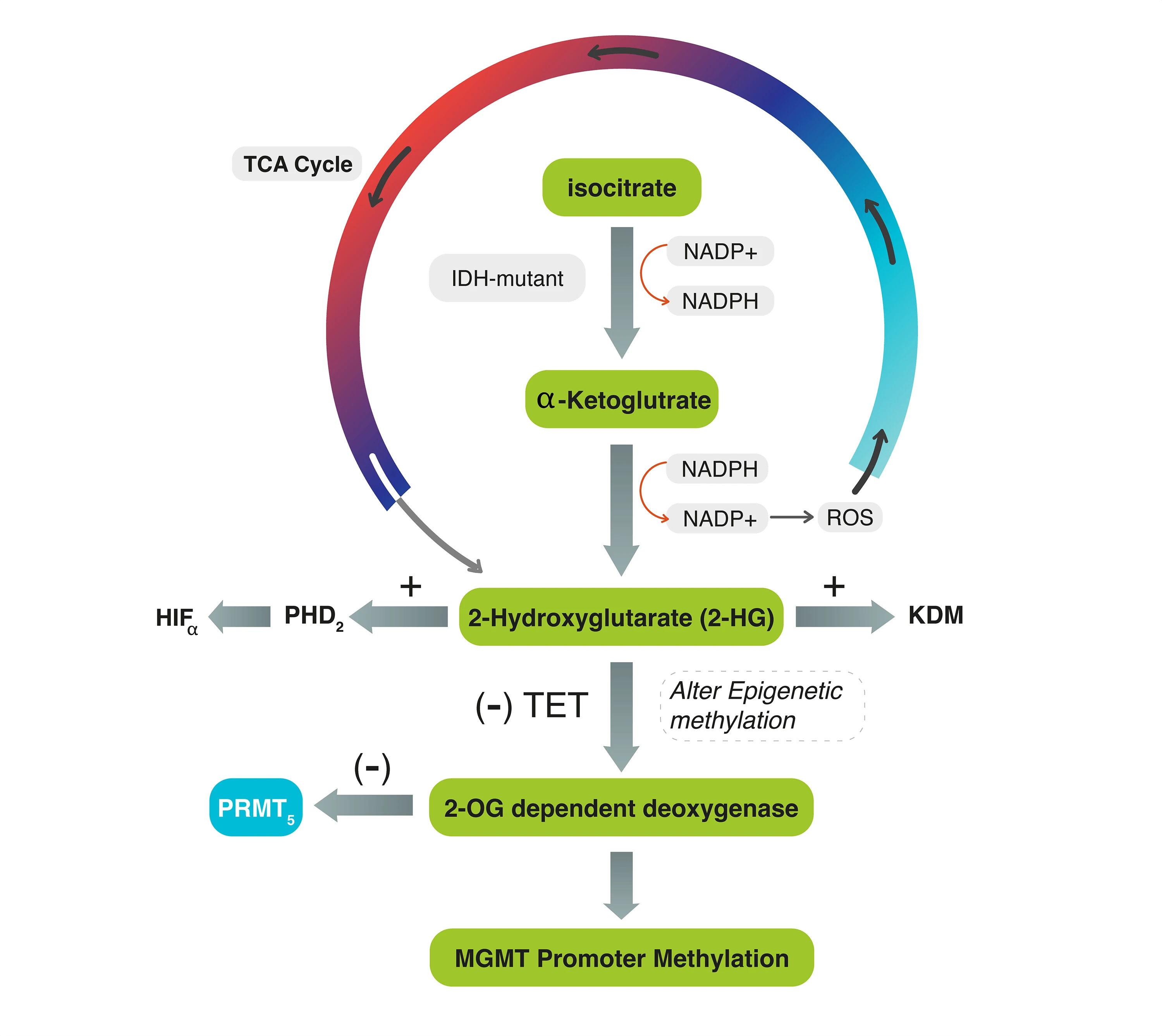 The interplay mechanism between IDH mutation, MGMT-promoter methylation, and PRMT5 activity in the progression of grade 4 astrocytoma: unraveling the complex triad theory