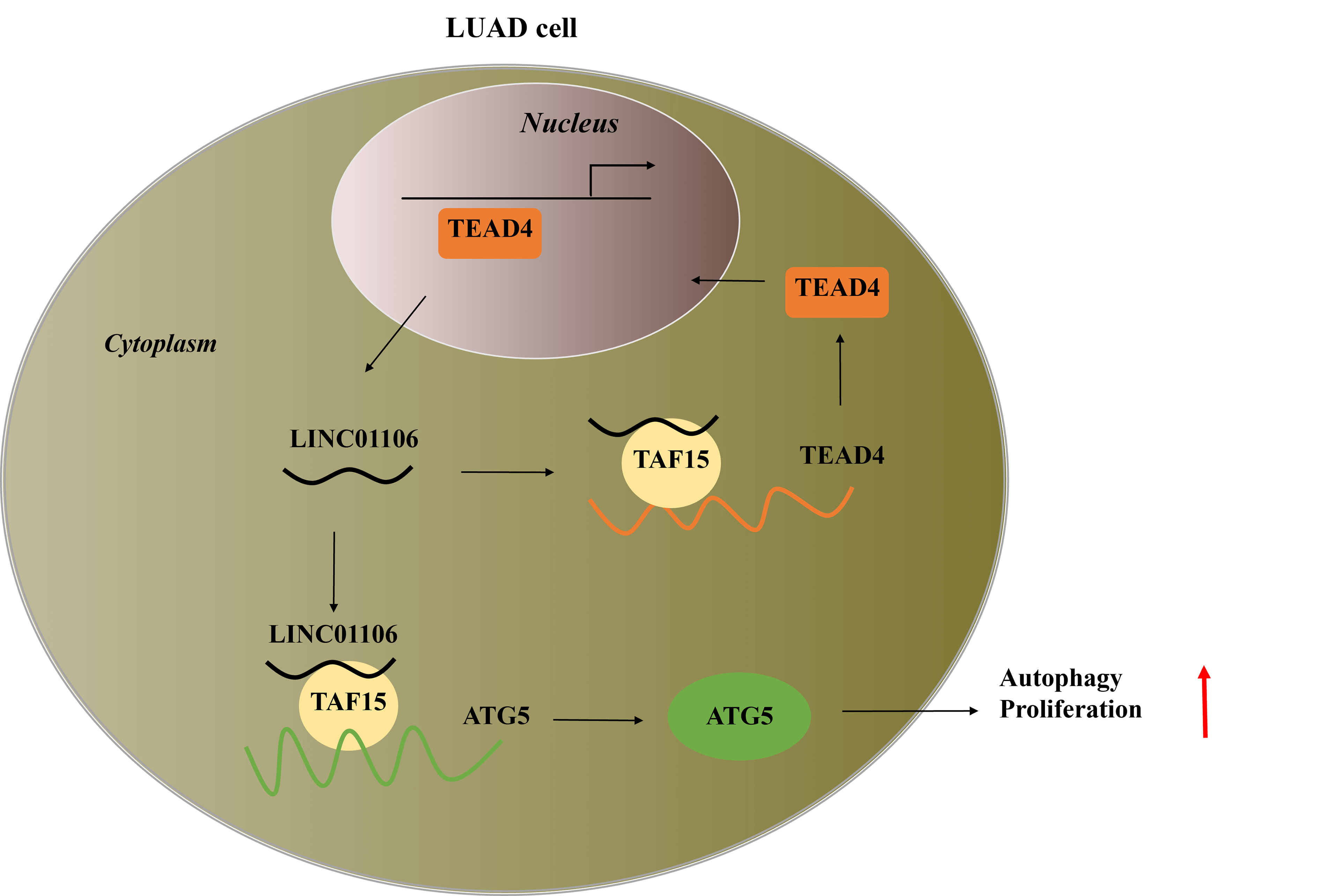 Long noncoding RNA LINC01106 promotes lung adenocarcinoma progression via upregulation of autophagy