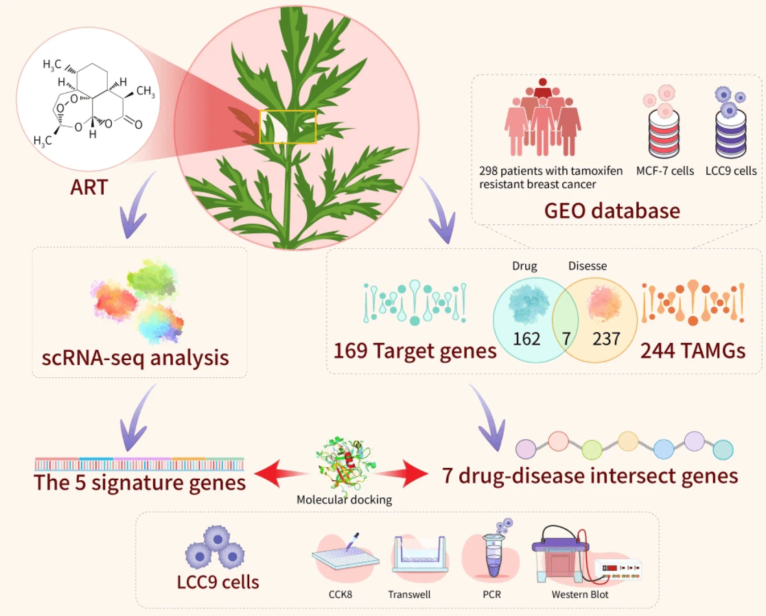 Reversal of tamoxifen resistance by artemisinin in ER+ breast cancer: bioinformatics analysis and experimental validation