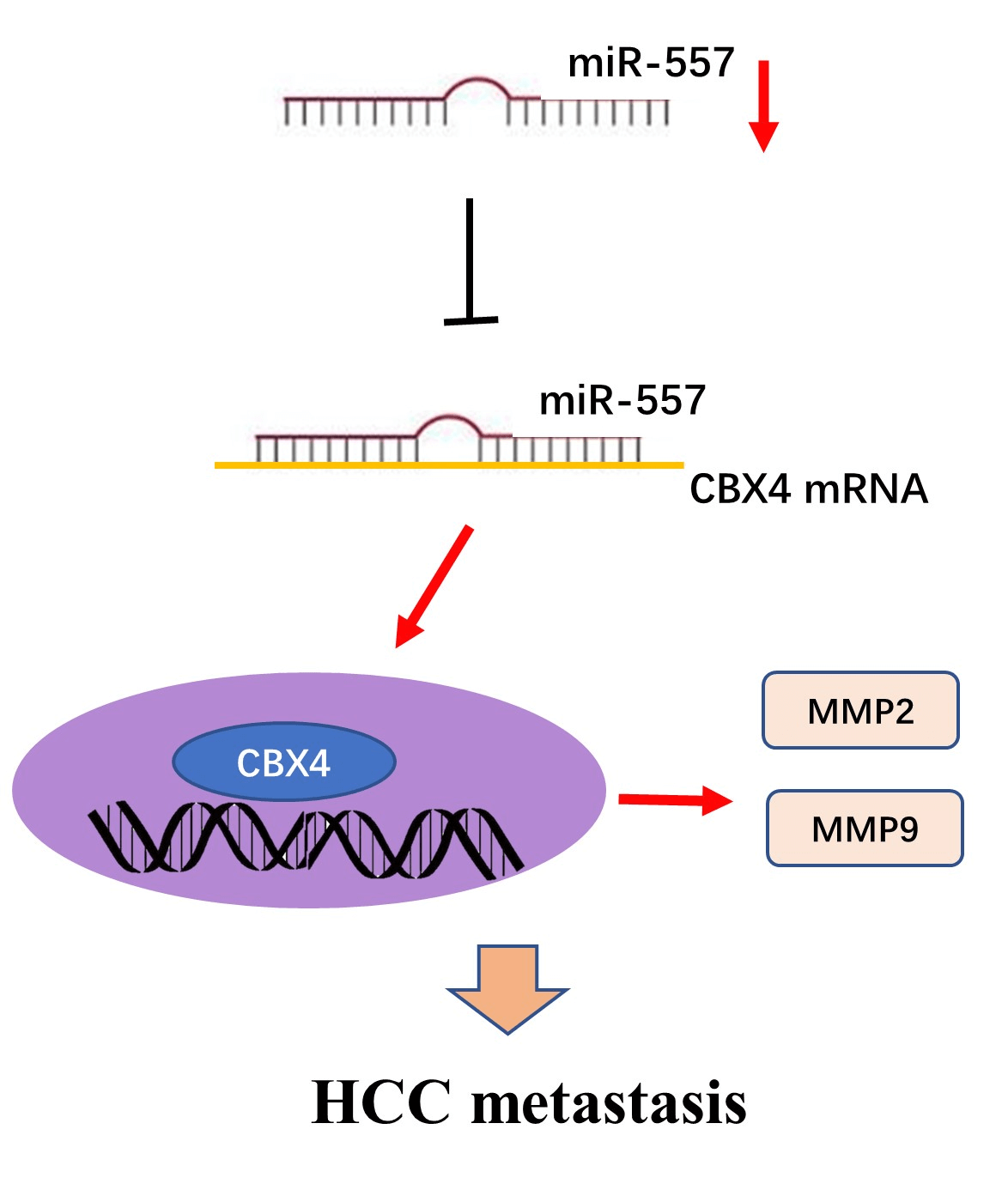 miR-557 suppresses hepatocellular carcinoma cell proliferation and migration via downregulating CBX4