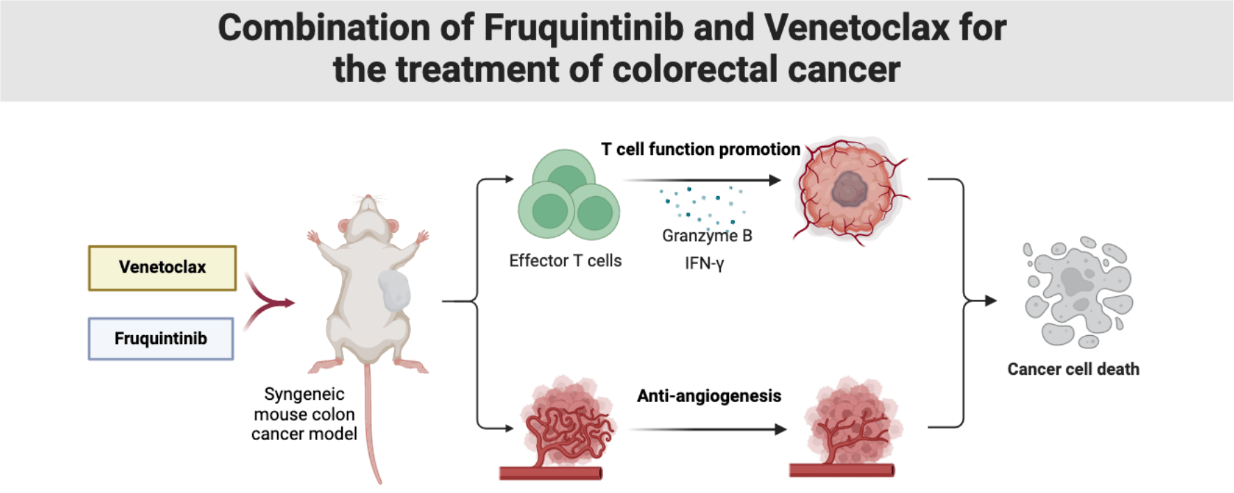 Combination of fruquintinib with venetoclax for the treatment of colorectal cancer