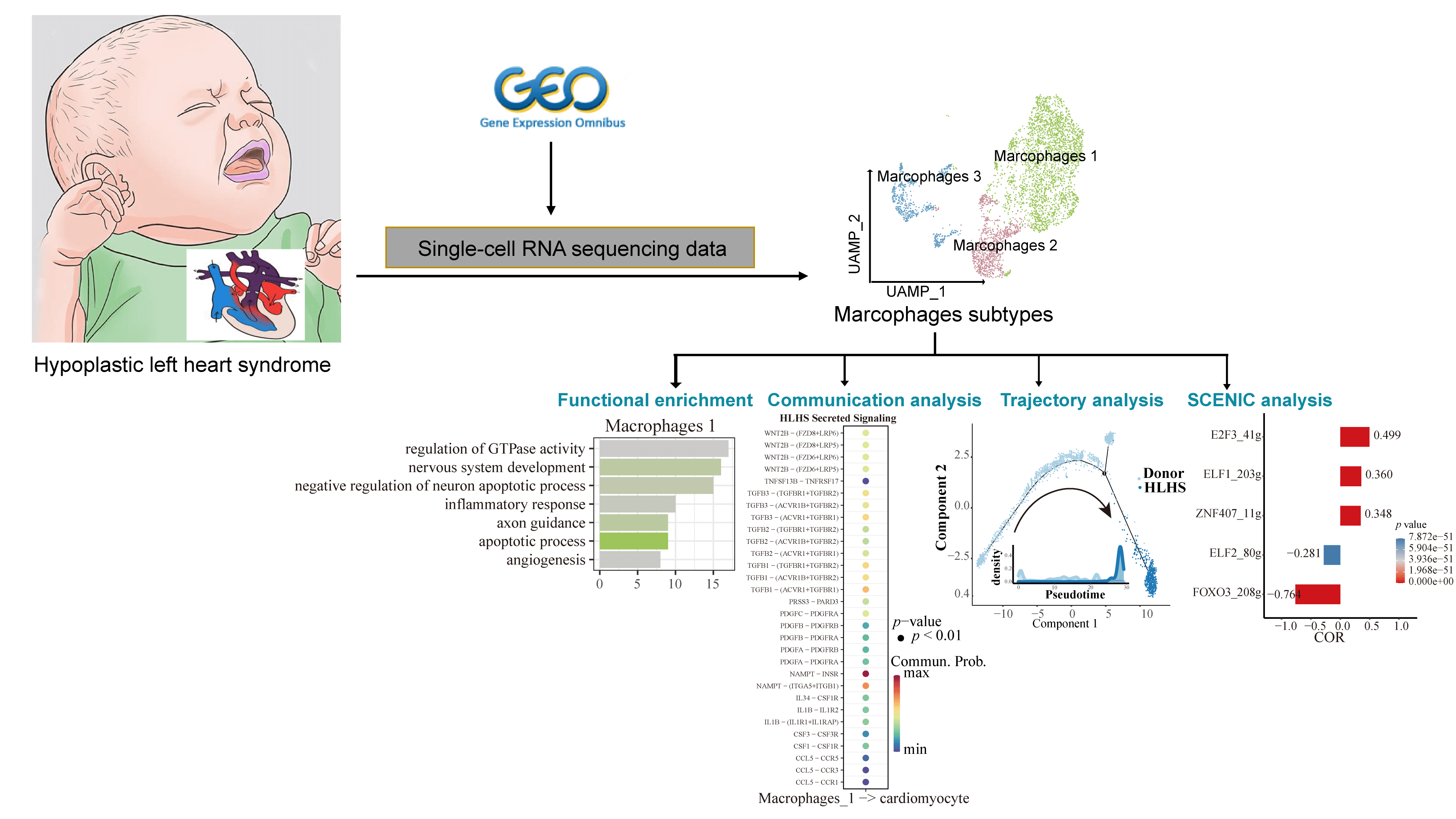 Single-Nucleus RNA Sequencing Reveals Cardiac Macrophage Landscape in Hypoplastic Left Heart Syndrome